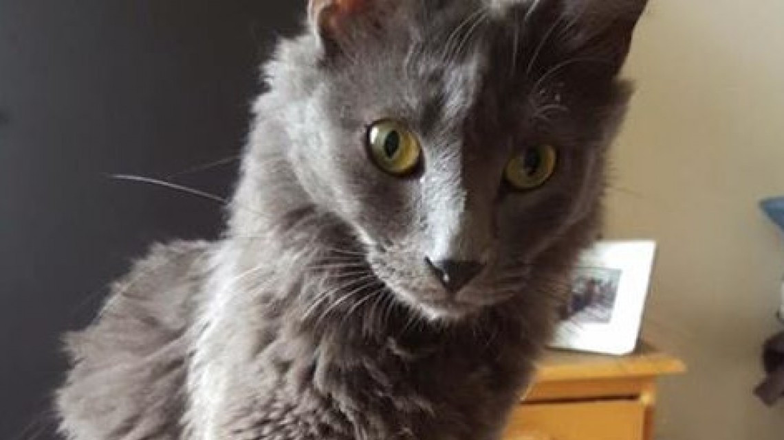 Rescatan a perro de escombros que dejó el sismo 