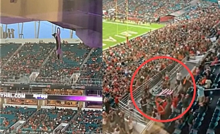 Salvan gato tras caer del techo en un estadio de Florida