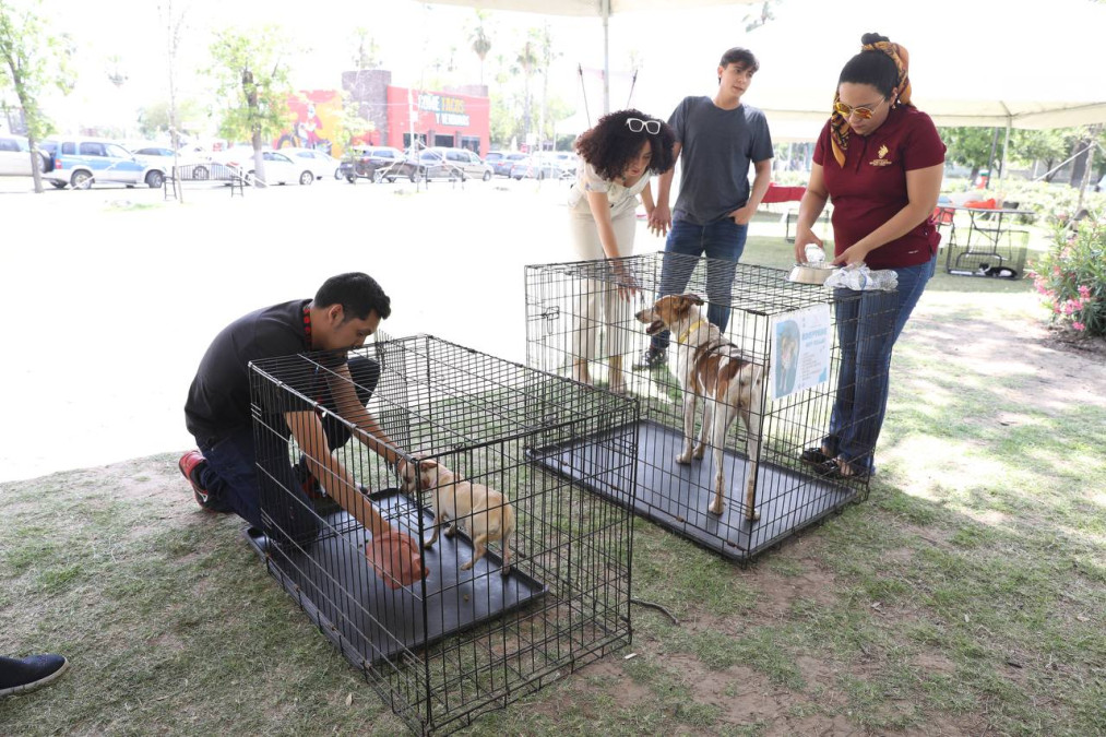 Llevará a cabo Gobierno Municipal nueva edición de feria de adopción