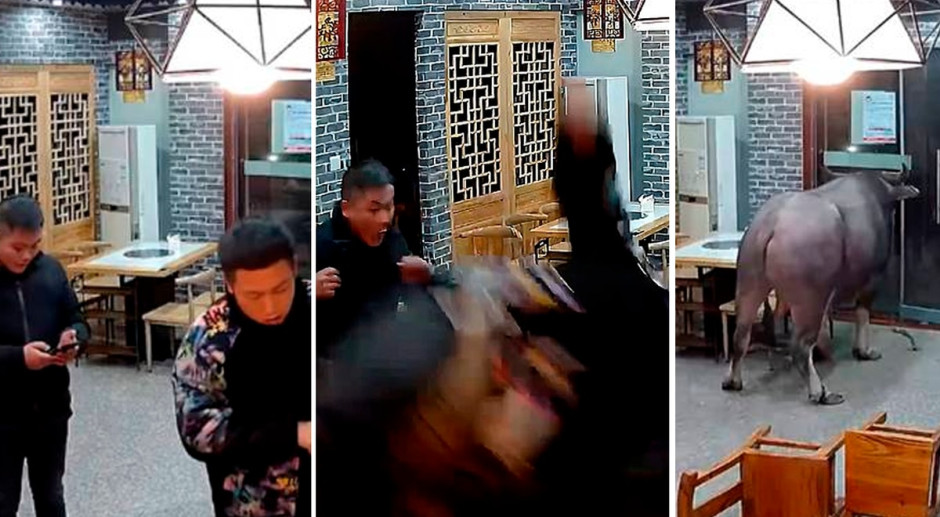 Enorme búfalo embiste a un hombre en restaurante de China 