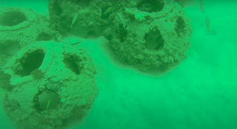 Utilizan cenizas de fallecidos para crear arrecifes