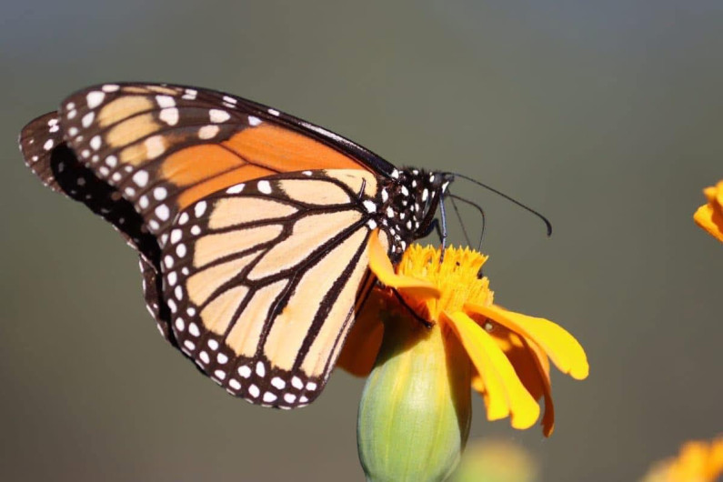 Trabaja Tamaulipas en seis programas de conservación