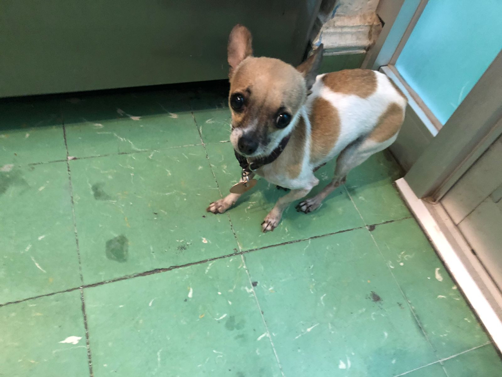 Exhortan a denunciar maltrato animal en Nuevo Laredo