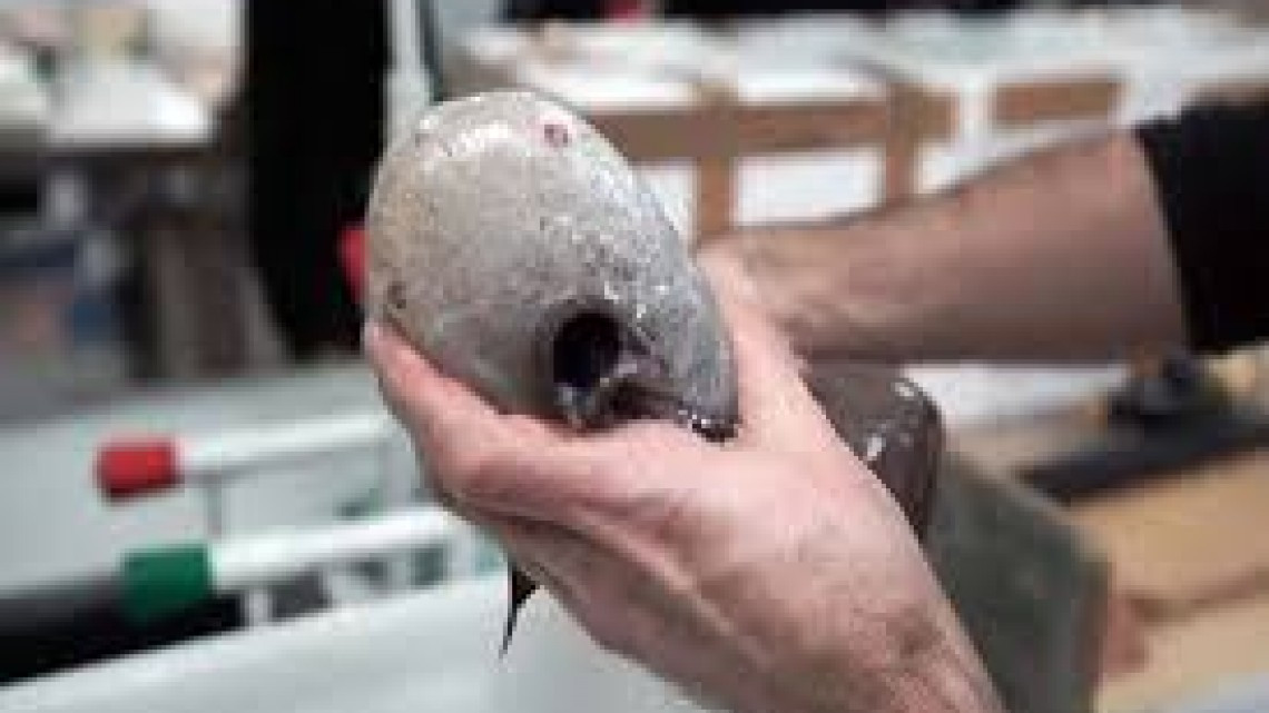 Hayan pez sin rostro en Australia