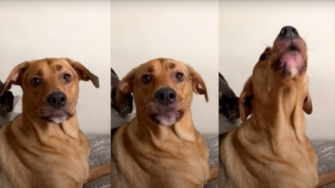 La tierna perrita rescatada que aprendió a decir "I love you"