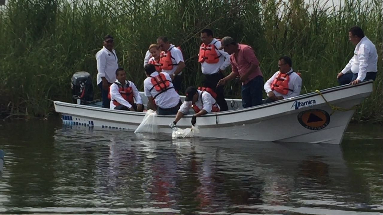 Se desploma la pesca en lagunas de Altamira, por invasión de plagas marinas