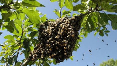 Disminuyen incendios y aumentan los enjambres de abejas