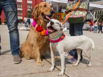 Realizan festival Kukur Tihar 2017