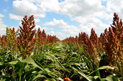 Inician mesas de trabajo previo a Foro estatal de sorgo