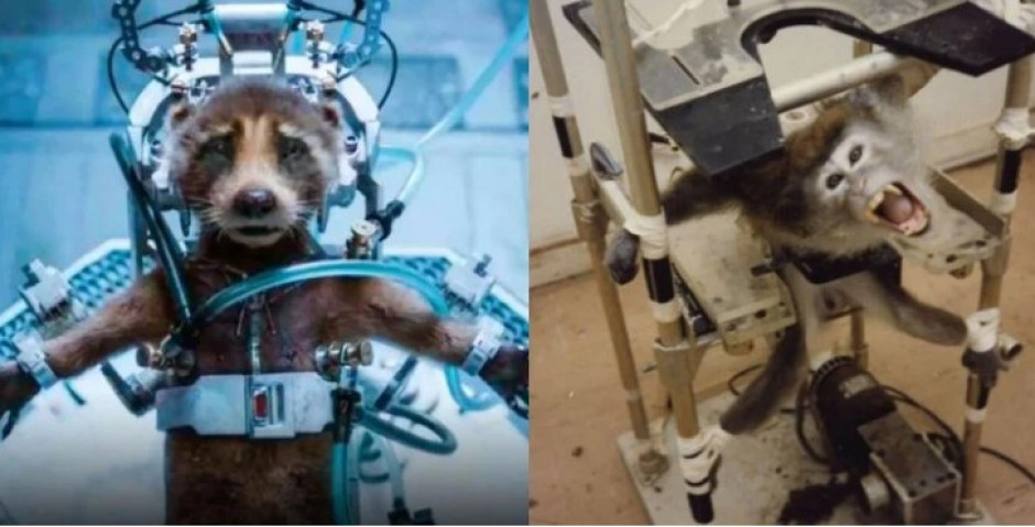 PETA premia a James Gunn por mensaje de "Guardianes de la Galaxia Vol.3"