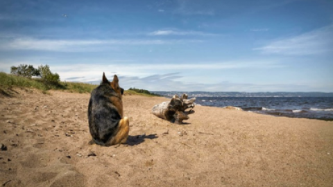 "Quasimodo", el perrito jorobado que está conquistando redes sociales