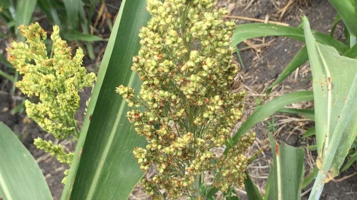 Afecta a productores, retrasos en pago de cosecha de soya