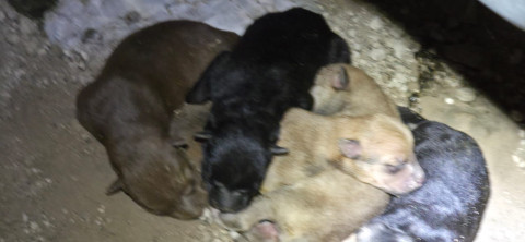 ¡Final feliz! Ciudadano adopta a perrita y sus crías tras rescate municipal