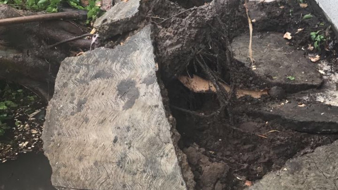 Vientos de huracán Katia derrumban árboles y dejan sin luz a colonias