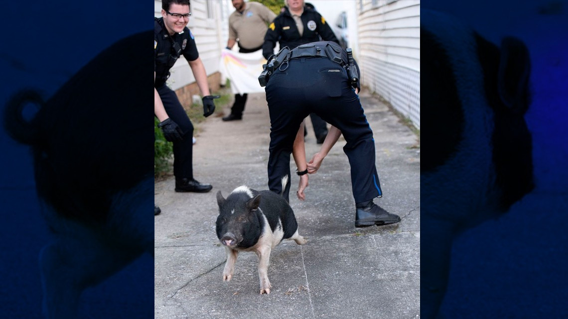 Cerdo desata persecución policíaca en Florida 
