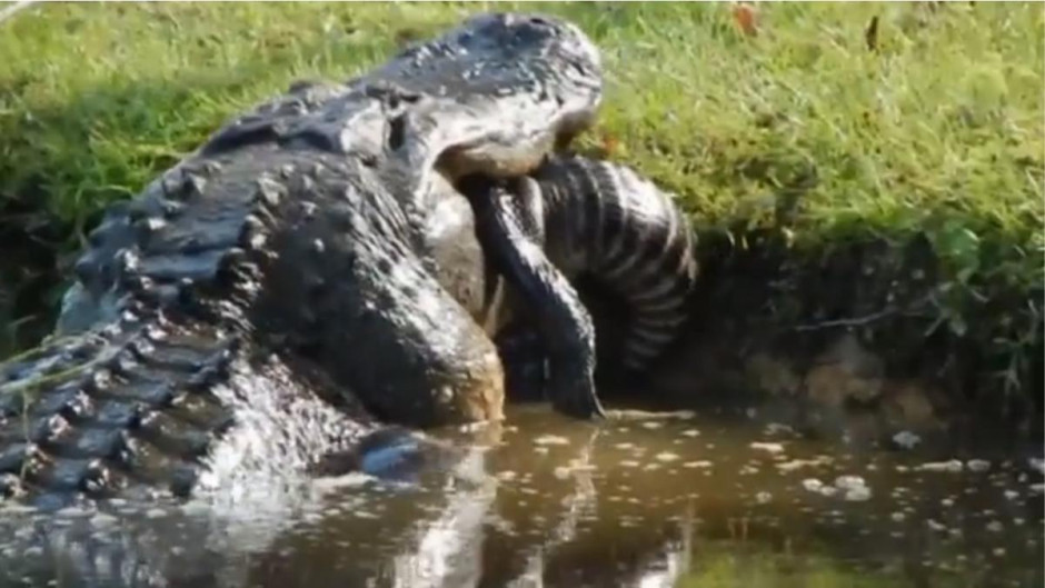 Captan cómo gigante caimán devora a otro