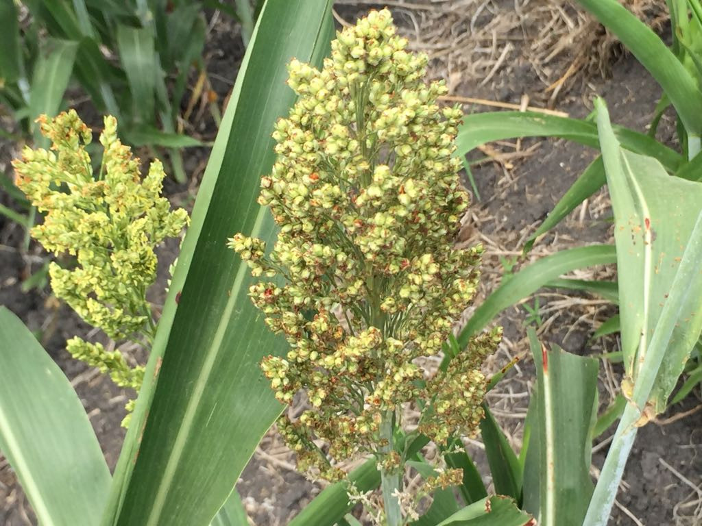 Afecta a productores, retrasos en pago de cosecha de soya