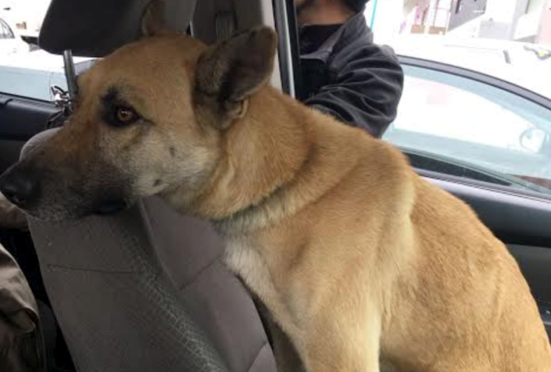 Rescatan a “Bolo”, el perro que sobrevivió el sismo de la CDMX