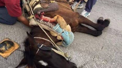 Asesinan a caballos para vender su carne