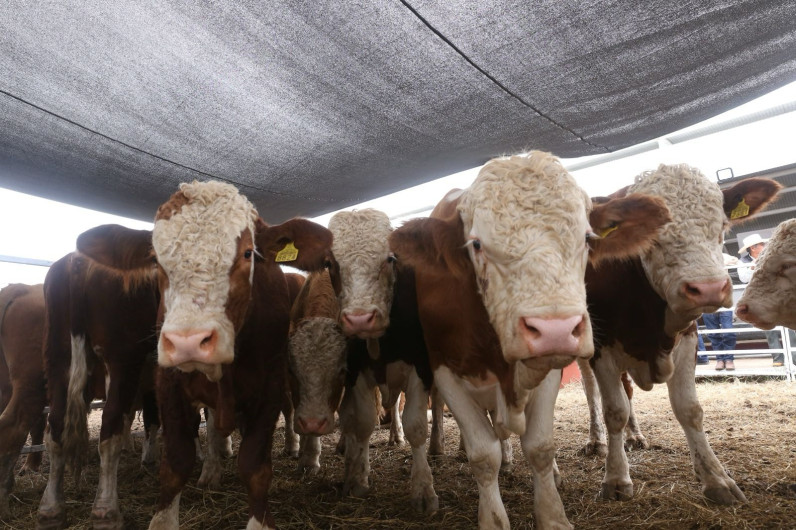 Prepara Desarrollo Rural evento de Mejoramiento Genético 2025