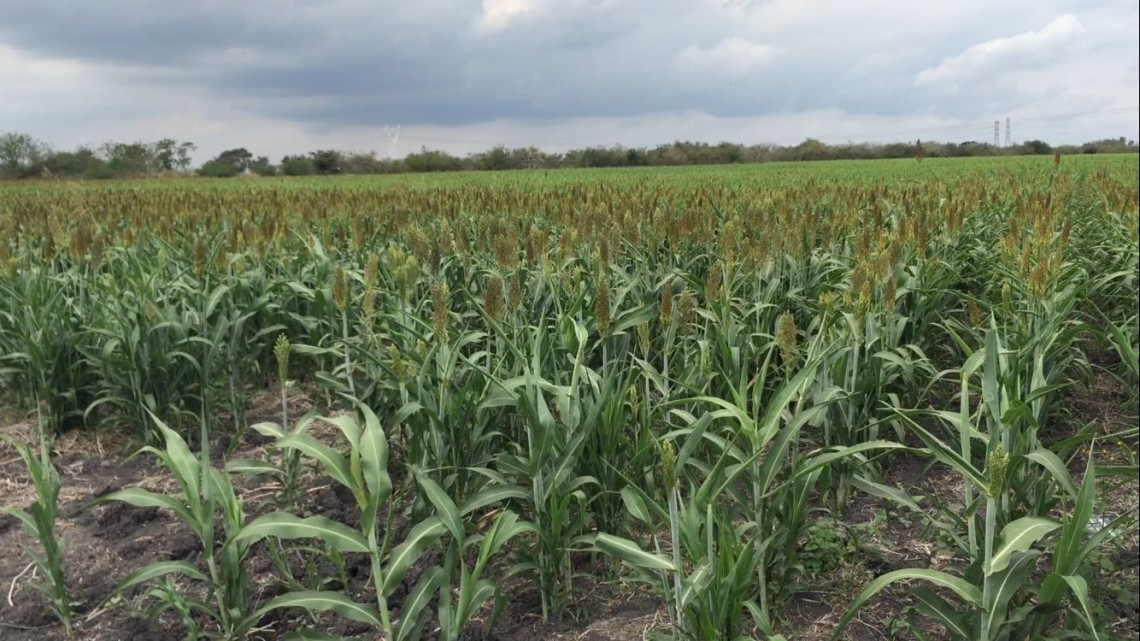 Falta de liquidez económica ahoga al campo de Altamira