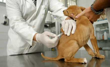 Recomiendan vacunar a mascotas en esta temporada