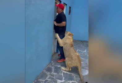 ¡Qué susto! Encierran a hombre en un patio con un león