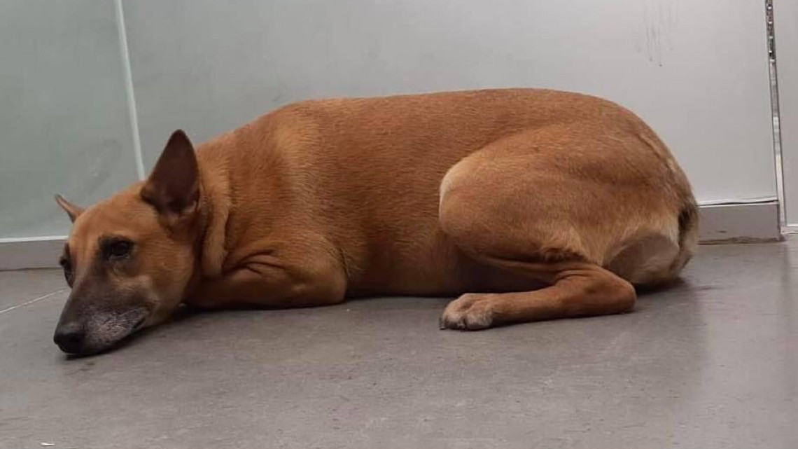 APA pide a la población proteger a las mascotas ante la pirotecnia en Nuevo Laredo 