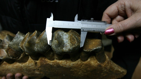 Hayan ancestro del ser humano que tenía el tamaño de un elefante