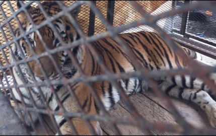 Aseguran dos tigres de bengala en Guanajuato