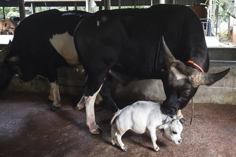Nace la vaca más pequeña del mundo en Bangladesh
