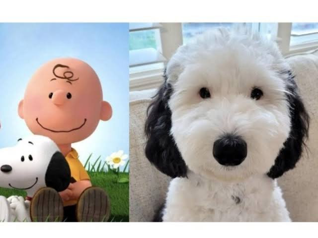 Bayley, la doble de Snoppy que es una sensación en las redes 