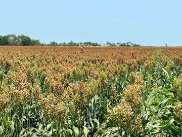Campesinos amenazan con tomar carreteras por bajo precio del sorgo