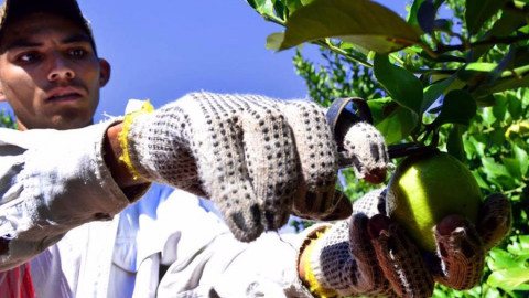 Aterrizan recursos por más de 117 MDP para campañas fitozoosanitarias 