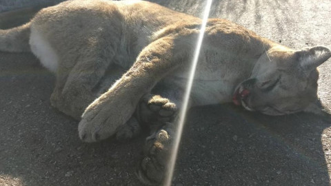 Puma atropellado es abandonado en carretera