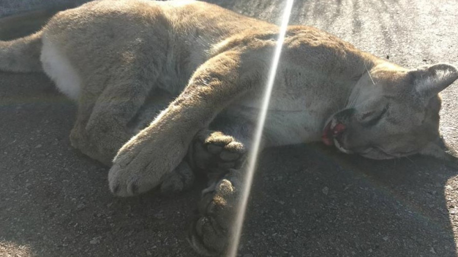 Puma atropellado es abandonado en carretera