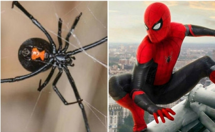 Niño se deja picar por viuda negra para convertirse en "Spider-Man"
