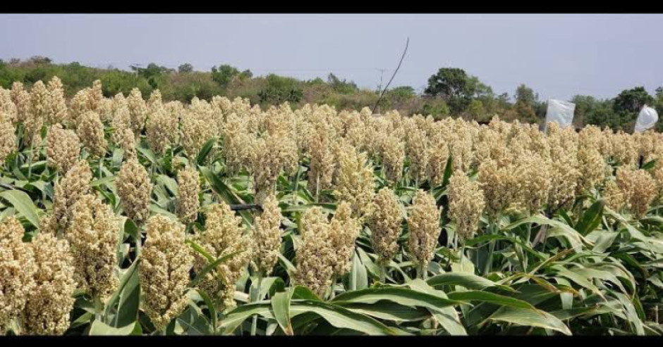 Impulsan proyecto de harina nistamalizada de sorgo blanco en Tamaulipas