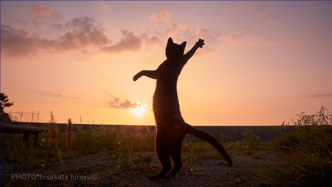 Estos gatos no son ninjas, pero lo parecen