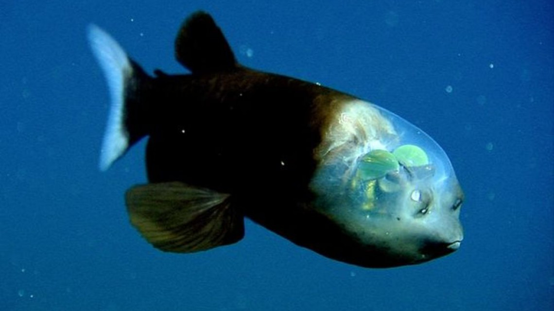 Animales transparentes que parecen fantásticos pero no lo son
