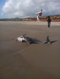 Aparece delfín muerto en Miramar