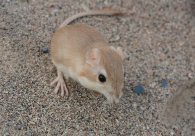 Reaparece rata canguro en México, se creía extinta desde 1986
