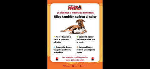 ¡Protege a tus mascotas del calor! 