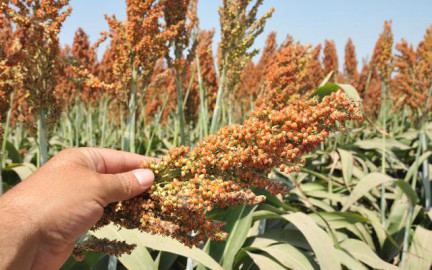 Inestabilidad económica perjudica a campesinos