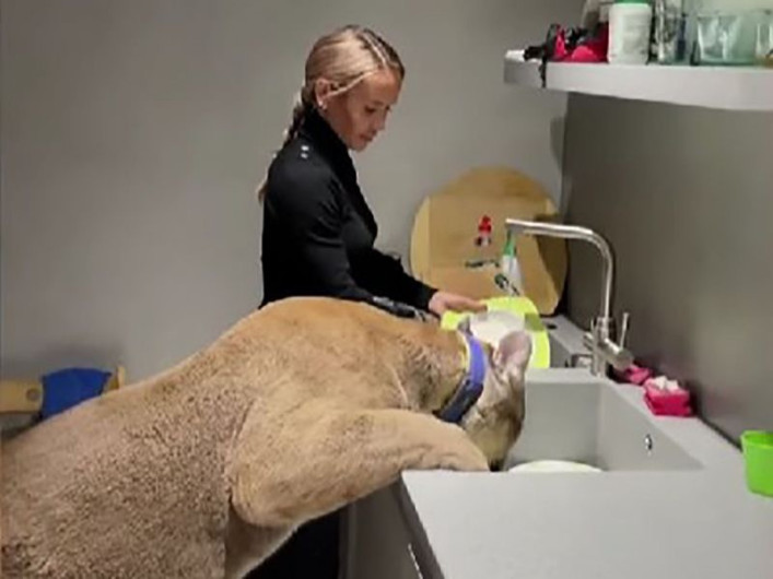 Mujer adopta enorme puma como mascota