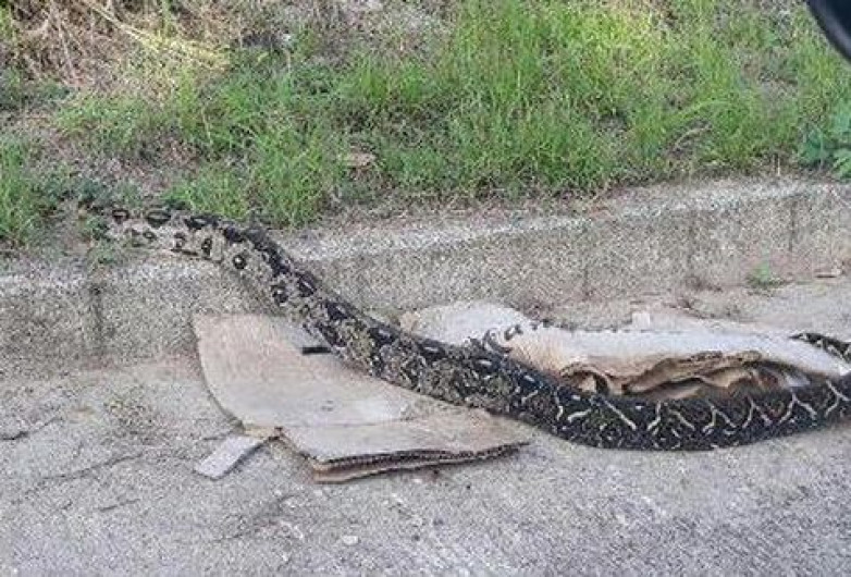 En Fraccionamiento de Altamira aparecen pitones y jabalíes 