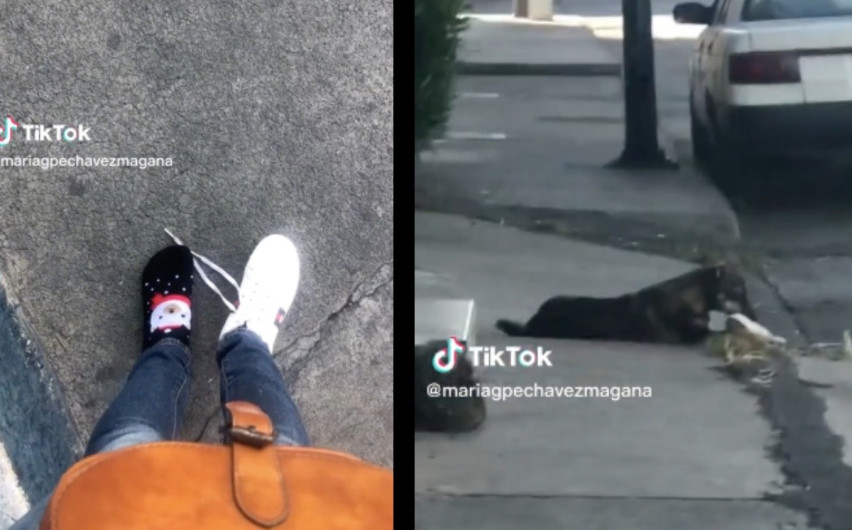 Perrito roba tenis de una mujer