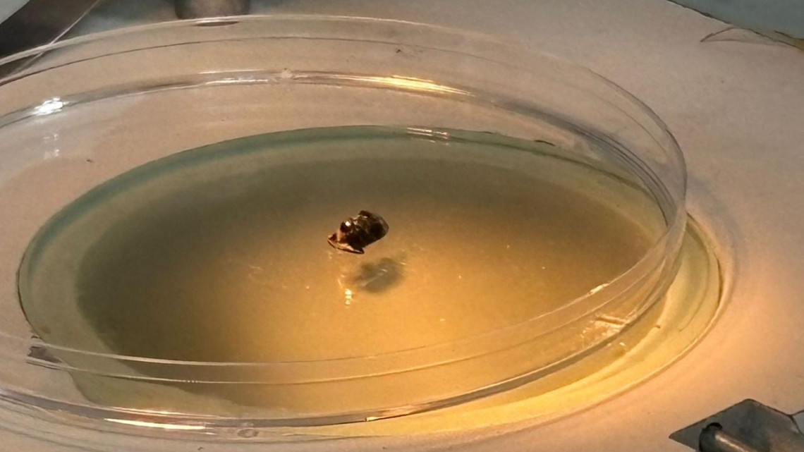 Refuerzan monitoreo sanitario contra la mosca del gusano barrenador