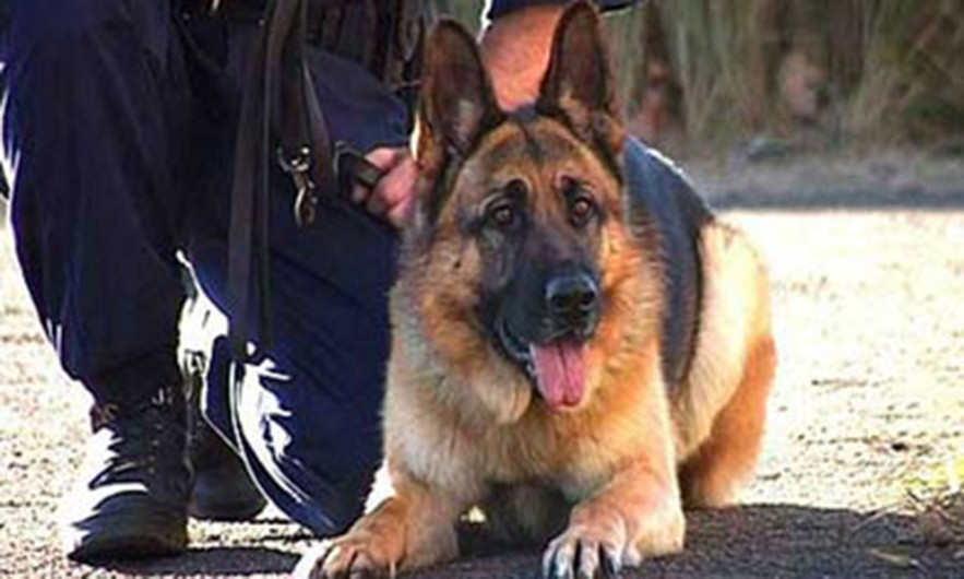 Llegarán a la entidad elementos caninos para Policía Estatal