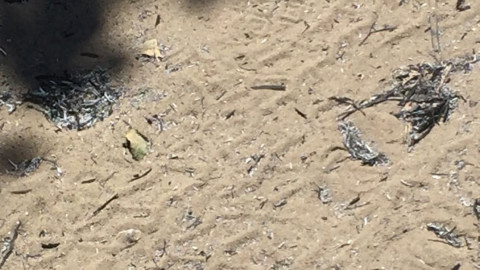 Nube de cenizas invade casas, calles y centros escolares de Altamira     